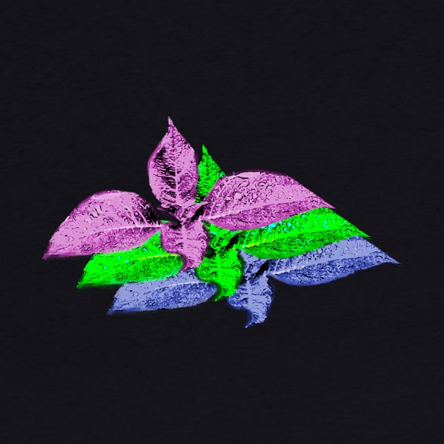 Salvia divinorum - Psychedelic tri-leaves shamanic plant by Lively Nature